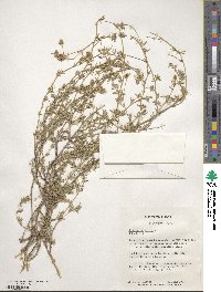 Medicago sativa image