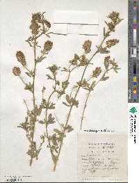 Medicago sativa image