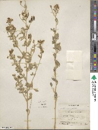 Medicago sativa image