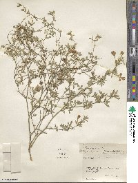 Medicago sativa image