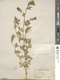 Medicago sativa image