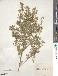 Medicago sativa image