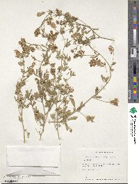 Medicago sativa image