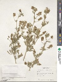 Medicago sativa image