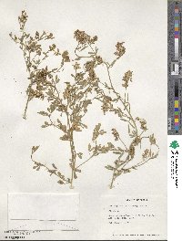 Medicago sativa image