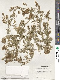 Medicago sativa image