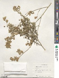 Medicago sativa image