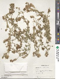 Medicago sativa image