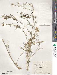 Medicago sativa image