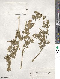 Medicago sativa image