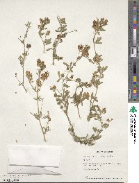 Medicago sativa image