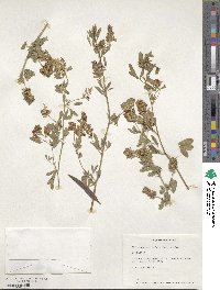 Medicago sativa image