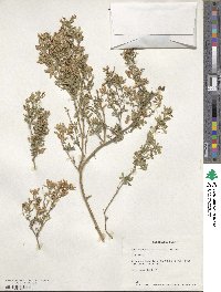 Medicago sativa image