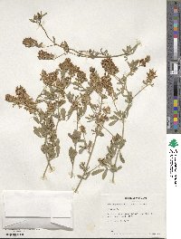 Medicago sativa image