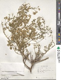 Medicago sativa image