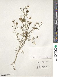 Medicago sativa image