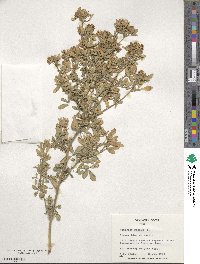 Medicago sativa image