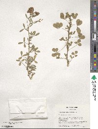 Medicago sativa image