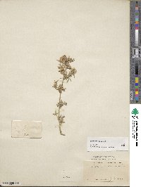 Medicago sativa image