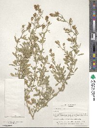 Medicago sativa image