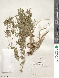 Medicago sativa image