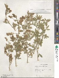 Medicago sativa image