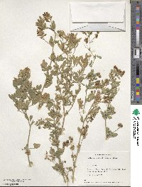 Medicago sativa image