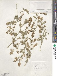 Medicago sativa image