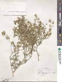 Medicago sativa image