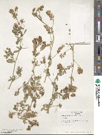 Medicago sativa image