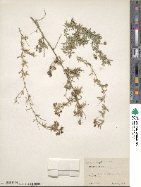 Medicago lessingii image