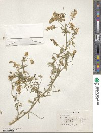 Medicago sativa image