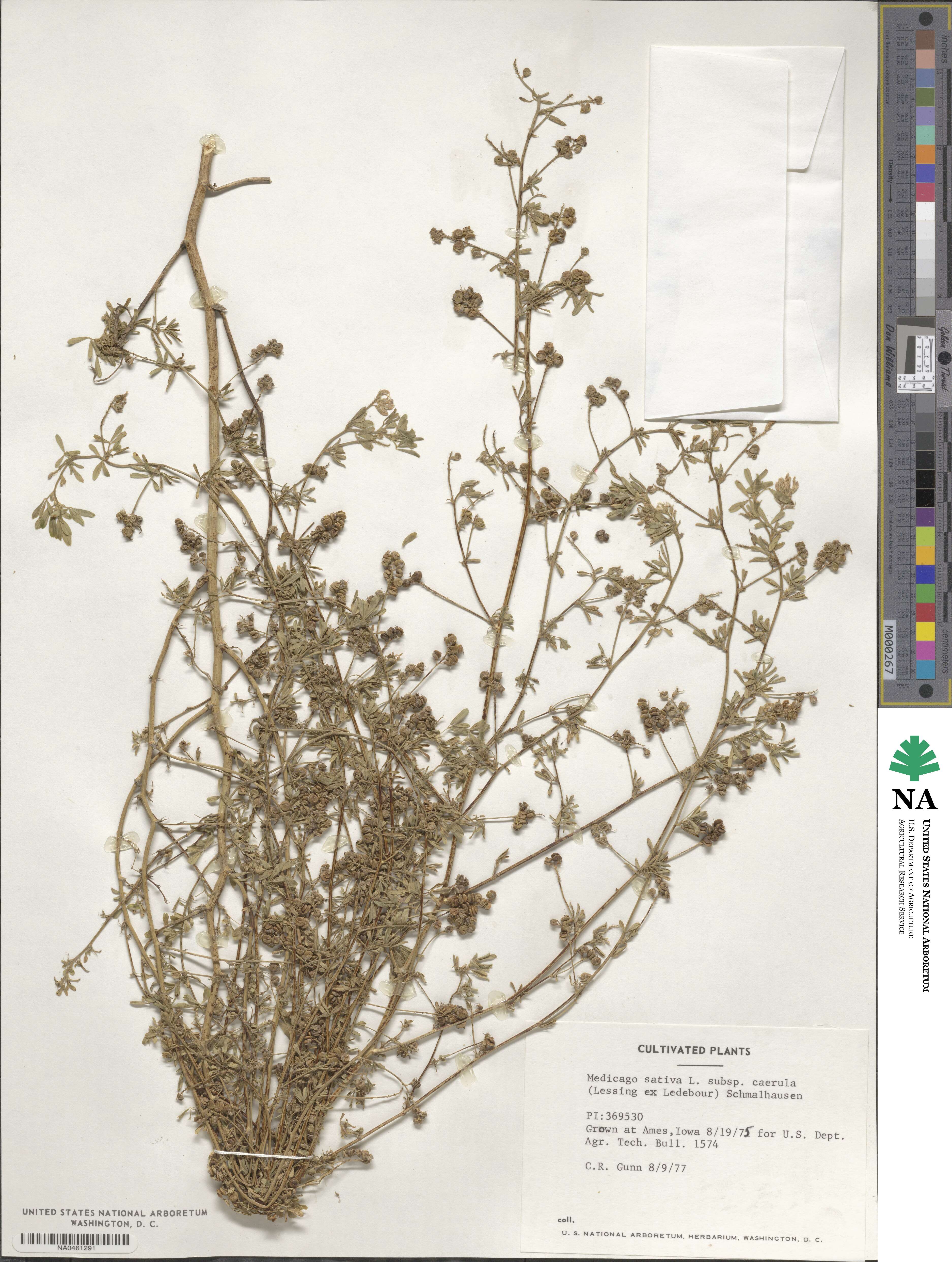 Medicago lessingii image