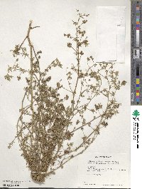 Medicago lessingii image