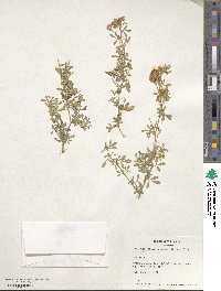 Medicago falcata image