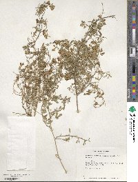 Medicago falcata image