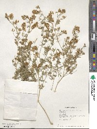 Medicago falcata image