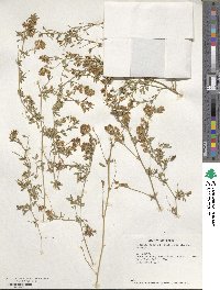 Medicago falcata image