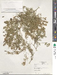 Medicago falcata image