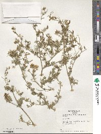 Medicago falcata image