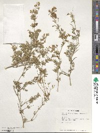 Medicago falcata image