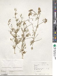 Medicago falcata image