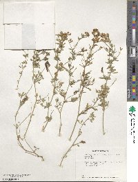 Medicago falcata image