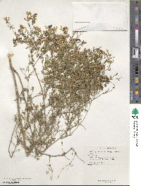 Medicago falcata image