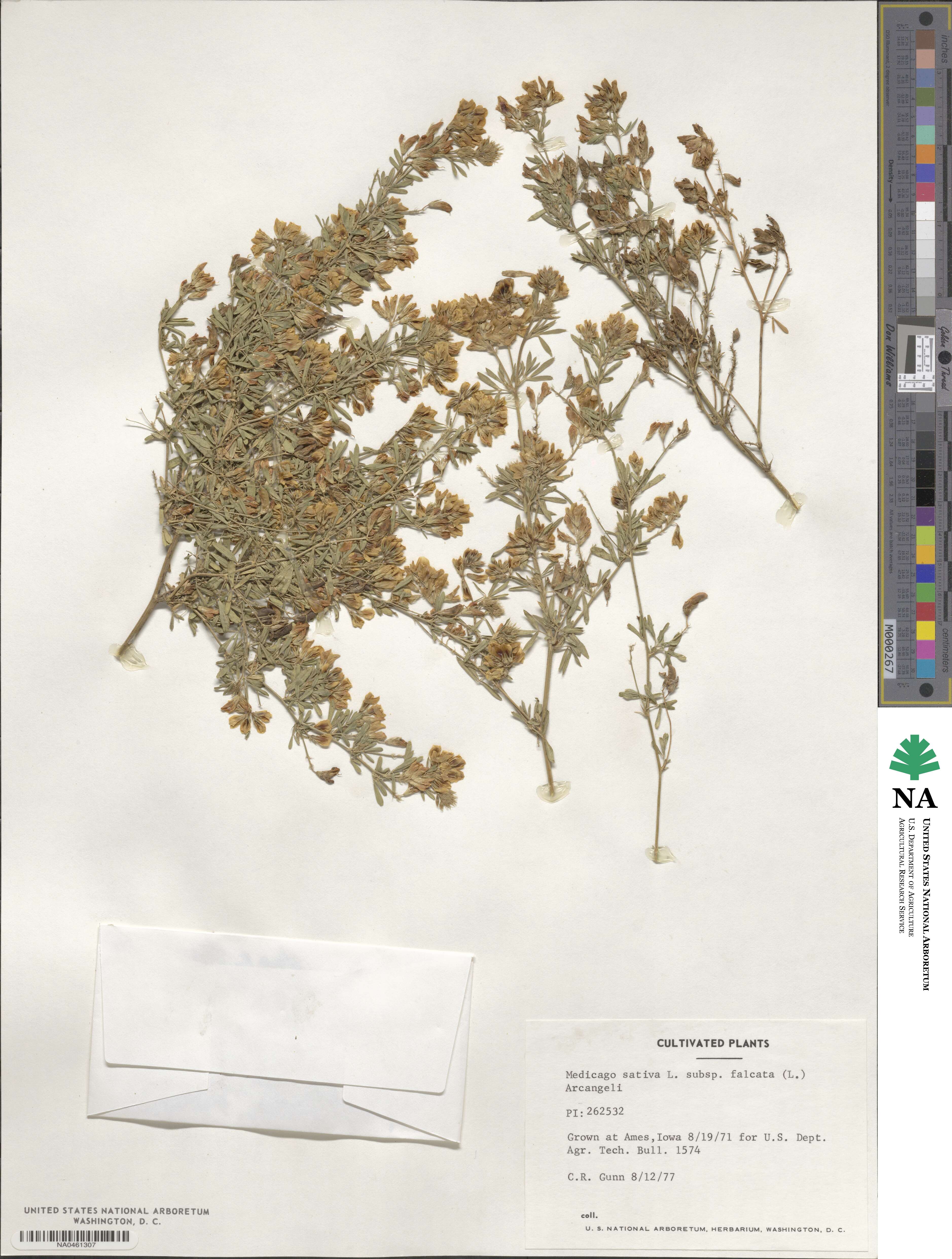 Medicago falcata image