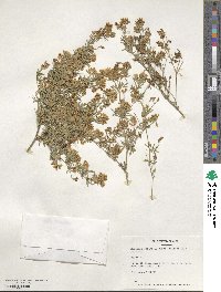 Medicago falcata image