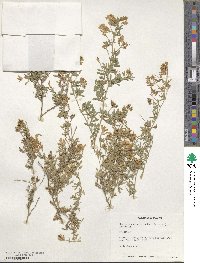 Medicago falcata image