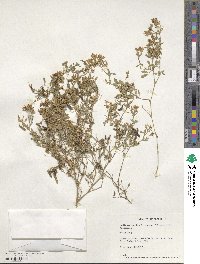 Medicago falcata image