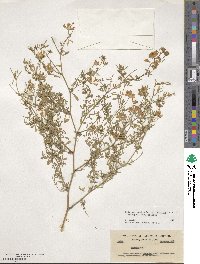 Medicago falcata image