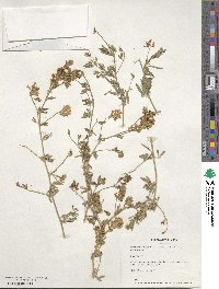 Medicago falcata image